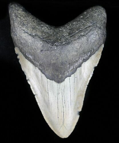 Bargain, Megalodon Tooth - North Carolina #59040